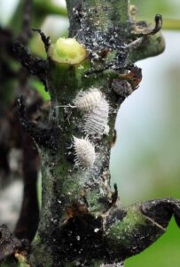 mealybugs