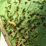 hydroponic garden pests