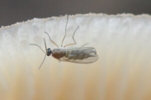 fungus gnat