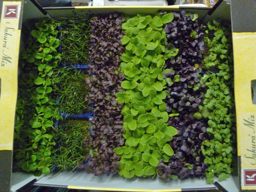 leafy greens & Micro Greens