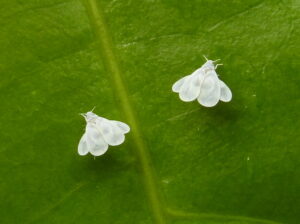whiteflys
