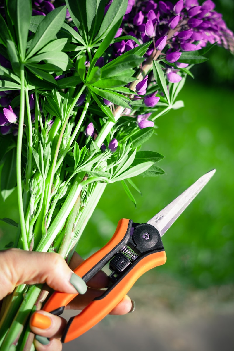 Essential Hydroponic Tools and Equipment for Beginners