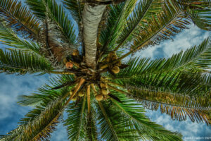 coconut tree