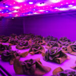 Aeroponics: Advanced Hydroponic Growing Aeroponics