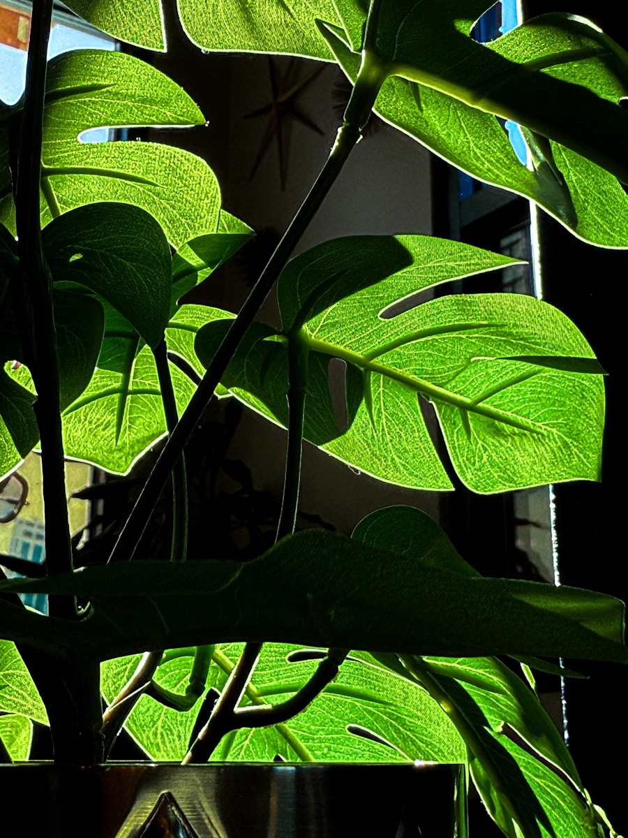 Sunlight shines through a vibrant monstera plant.