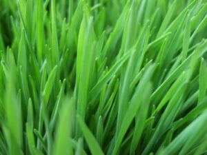 Bright green, blade-like wheatgrass sprouts growing in a dense, upright cluster.
