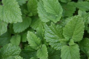Lemon Balm, A bunch of green, oval-shaped leaves with a bumpy, quilted texture.