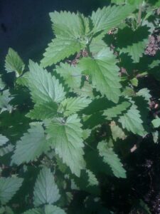 Catnip, a cluster of green leaves with jagged edges and a textured surface.